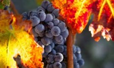 开云平台-波尔多连胜收官，联赛完美收官的简单介绍